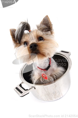 Image of small yorkie dog in the pot