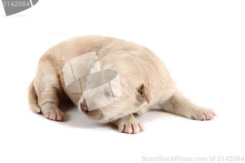 Image of small labrador