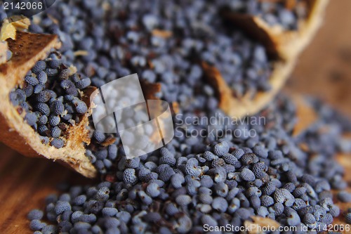 Image of poppy seeds 