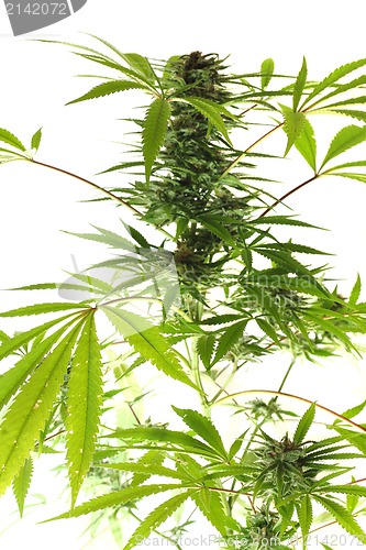 Image of cannabis plant 