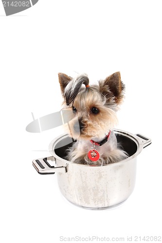 Image of small yorkie dog in the pot