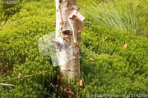 Image of nice forest detail