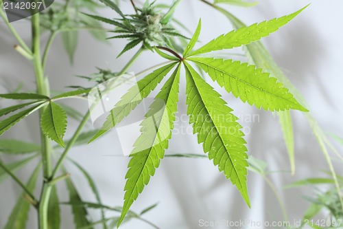 Image of cannabis plant 