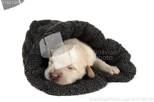 Image of small labrador