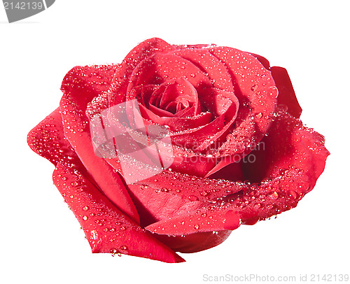 Image of isolated rose with path