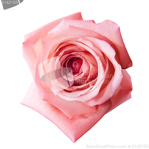 Image of pink rose with path