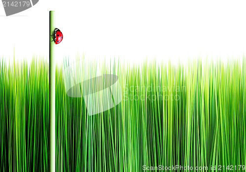 Image of grass