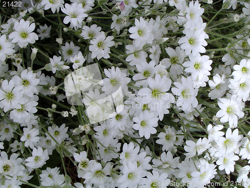 Image of White Flowers