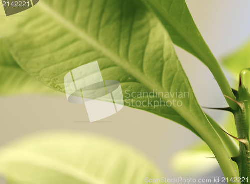 Image of Leafs