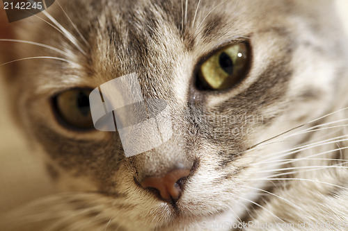 Image of Gray young cat.