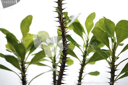 Image of Leafs