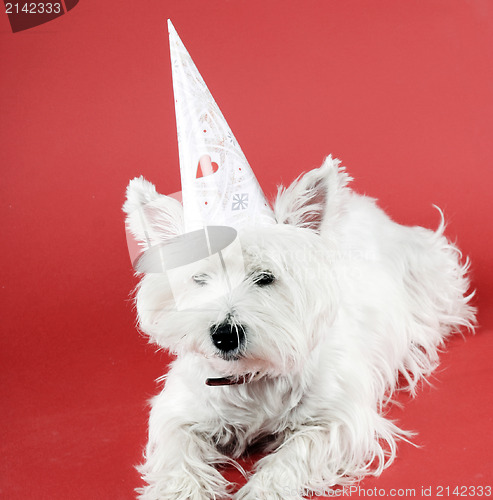 Image of Dog party