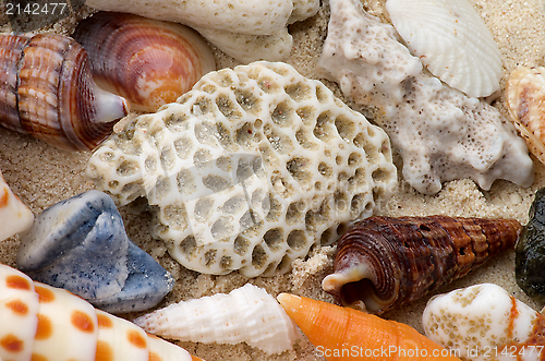 Image of Ocean Shell Background