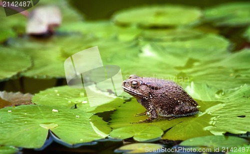 Image of frog on lilypad