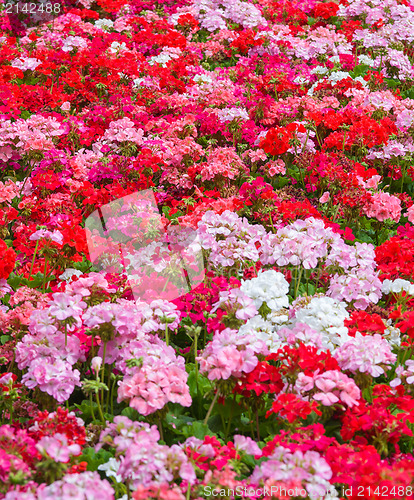 Image of Geraniums floral background