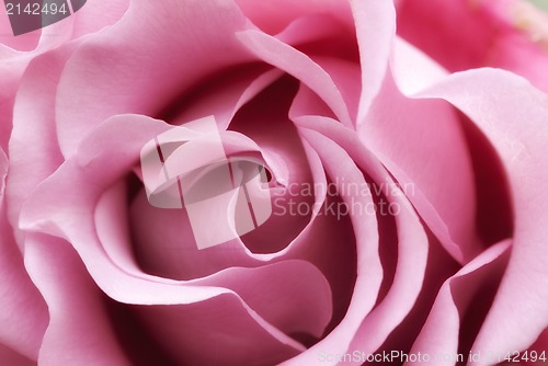 Image of soft pink rose