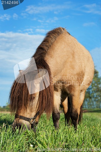 Image of small horse eating grass