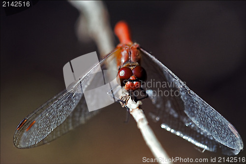 Image of front of wild red yellow dragonfly 