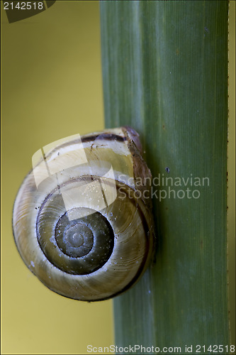 Image of gastropoda  phyla minori