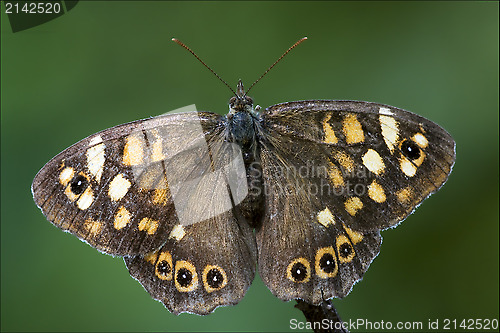 Image of  grey orange butterfly  on a brown branch 