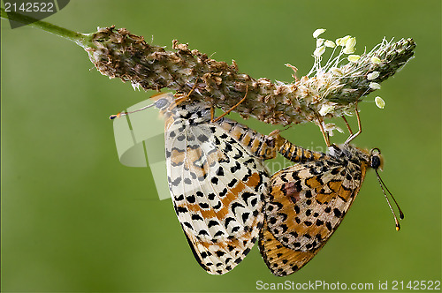 Image of  orange butterfly  having sex 