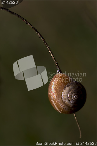 Image of  phyla minori  in the bush