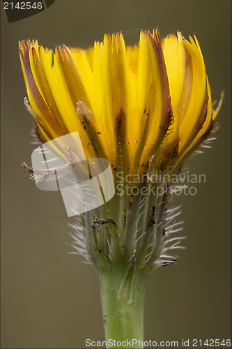 Image of Crepis Sancta 