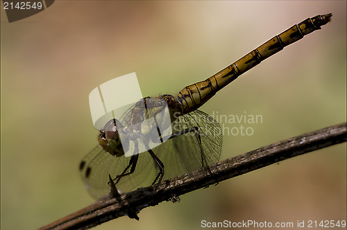 Image of side of  yellow black dragonfly 