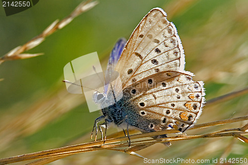 Image of wild brown orange  butterfly