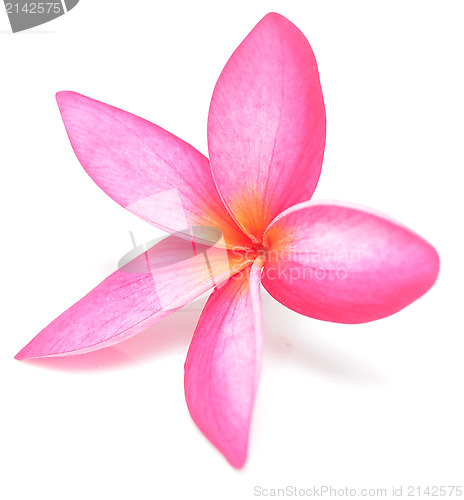 Image of frangipani