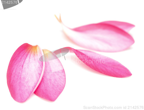 Image of petals