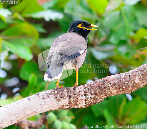 Image of common myna