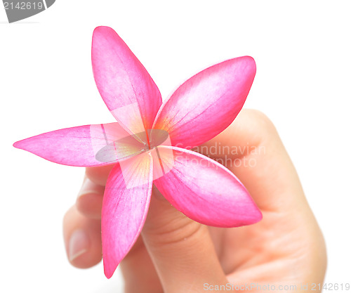 Image of flower in hand