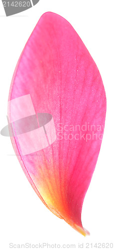 Image of single petal