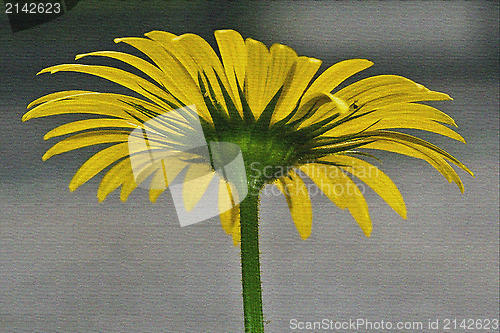 Image of  Buphthalmum Salicifolium 