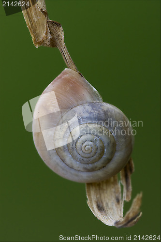 Image of   phyla minori on a green leaf  