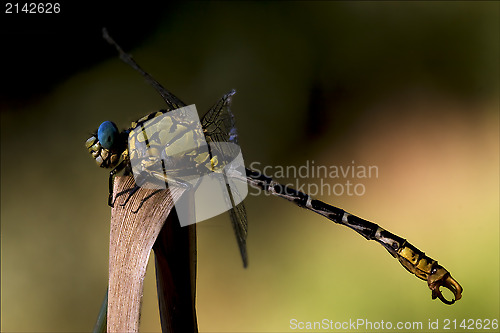 Image of wild black yellow dragonfly anax imperator