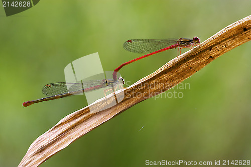 Image of  coenagrion puella having sex in the bush