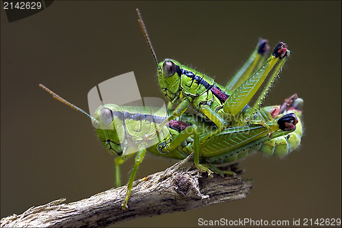 Image of grasshopper  having sex 