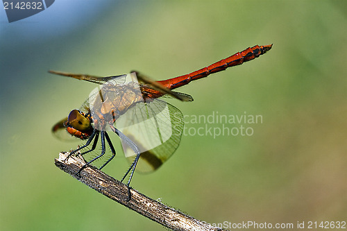 Image of dragonfly on a wood branch and sky