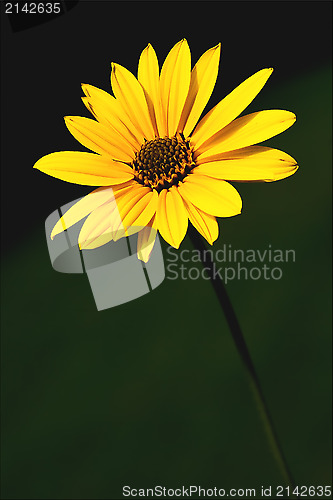 Image of  yellow flower buphtalmum salicifolium