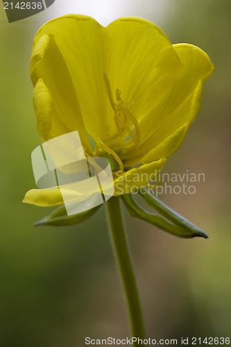 Image of  yellow flower oenothera biennis 