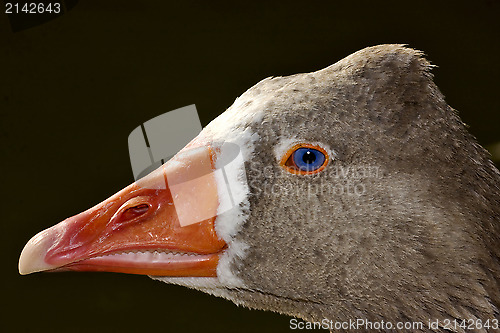 Image of brown duck whit blue eye