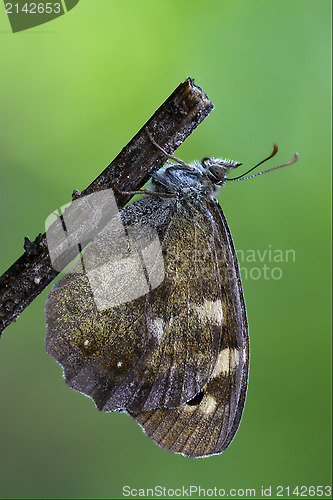 Image of side of  grey orange butterfly 