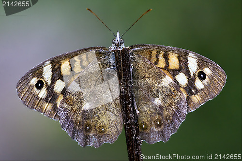 Image of wild brown grey orange butterfly 