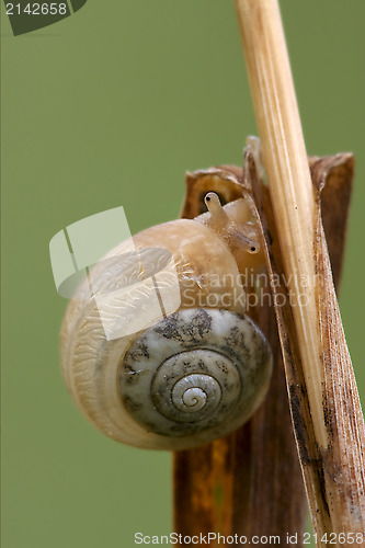 Image of head of wild brown gastropoda 