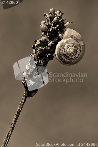 Image of   phyla minori on a flower