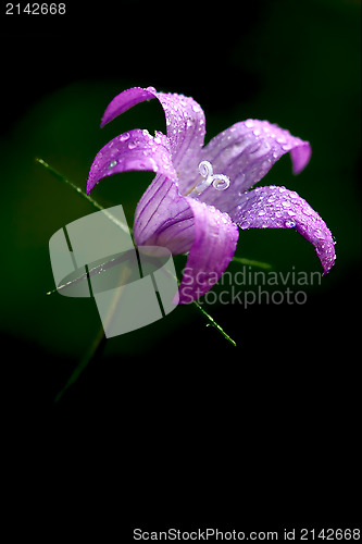 Image of  flower Campanula Rapunculus 