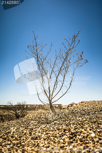 Image of bush in the dry stone desert