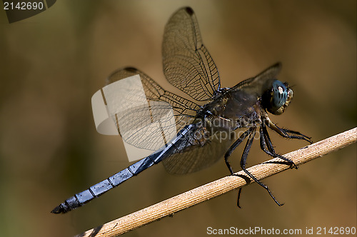 Image of  brachytron pratense